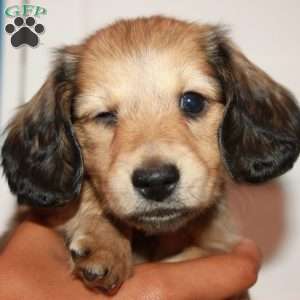 Bandit / Black Widow, Dachshund Puppy